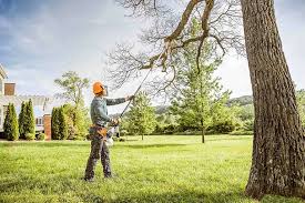Best Tree Fertilization  in Turlock, CA