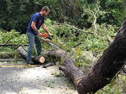 Best Tree Removal  in Turlock, CA