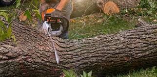 Turlock, CA Tree Services Company