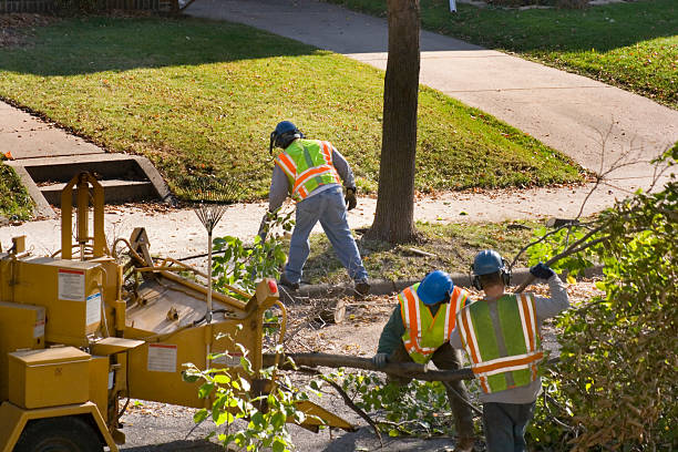 Best Palm Tree Trimming  in Turlock, CA